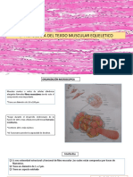 Histologia Del Musculo Esqueletico