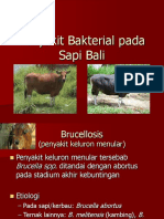 Penyakit Bakterial Sapi Bali