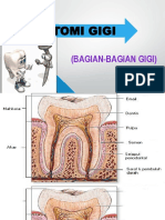 Anatomi Gigi