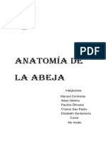 Anatomía de La Abeja1212