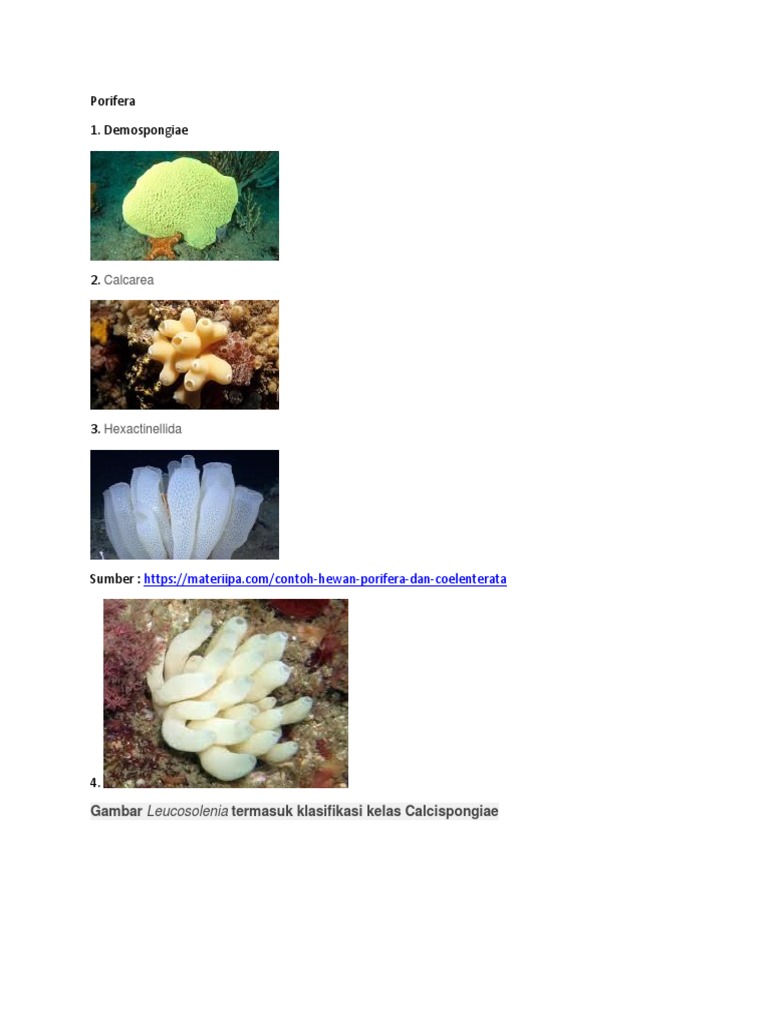 Plusr Aquatic Animals Aquatic Organisms