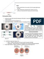 Pupil: Photopupillary Reflex