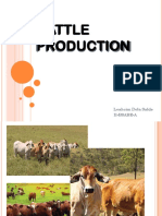 Cattle Production