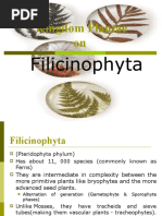 Kingdom Plantae - Filicinophyta