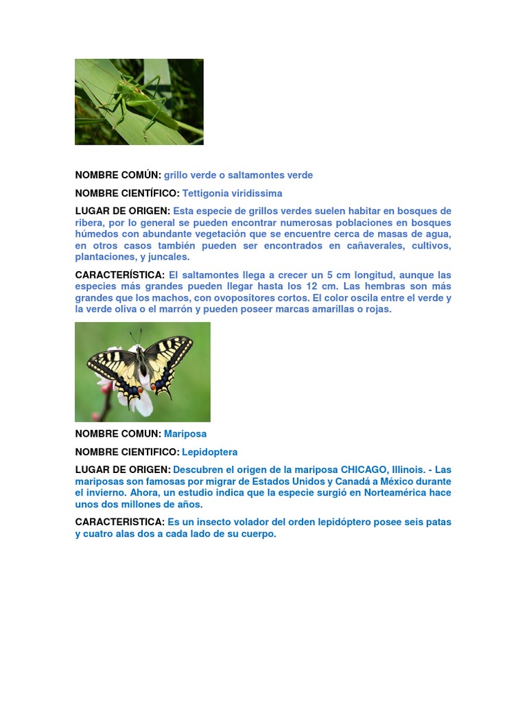 Nombres científicos de insectos comunes | PDF | Lepidópteros | Polilla