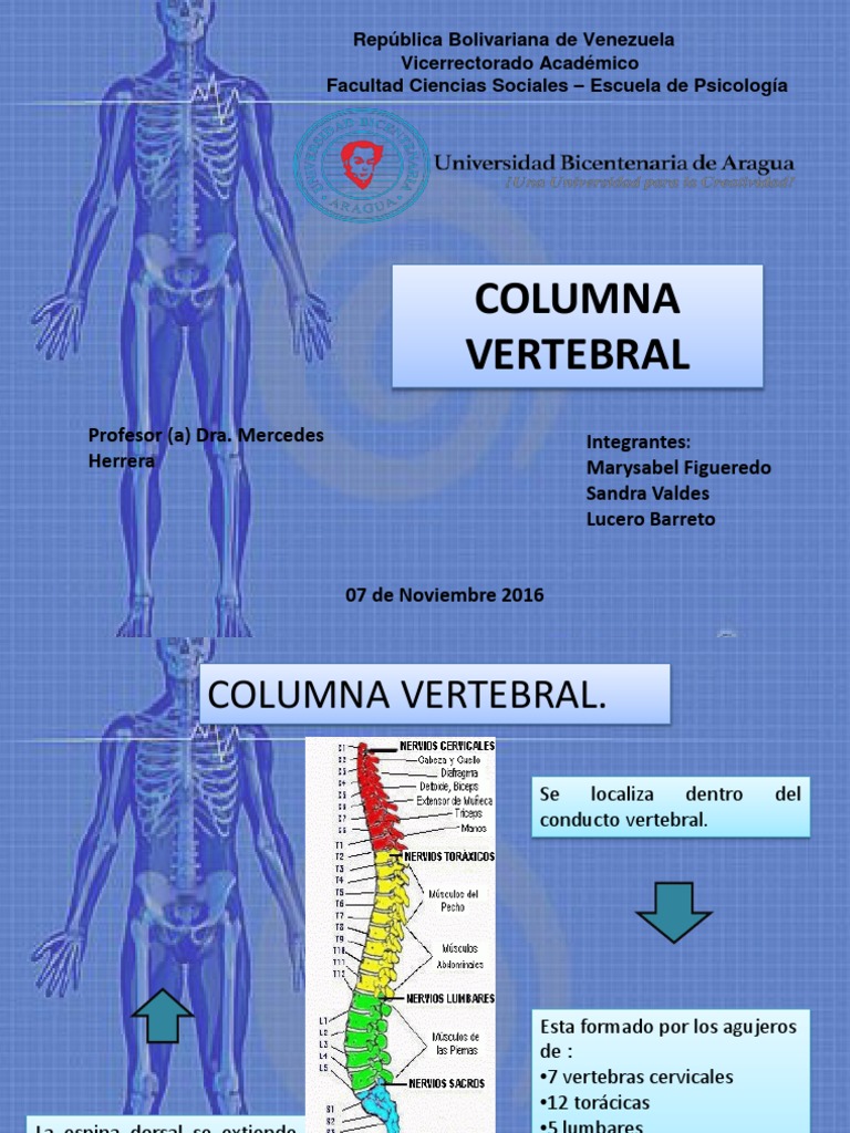 Estructura y Función de la Columna Vertebral | PDF | Vértebra | Médula ...