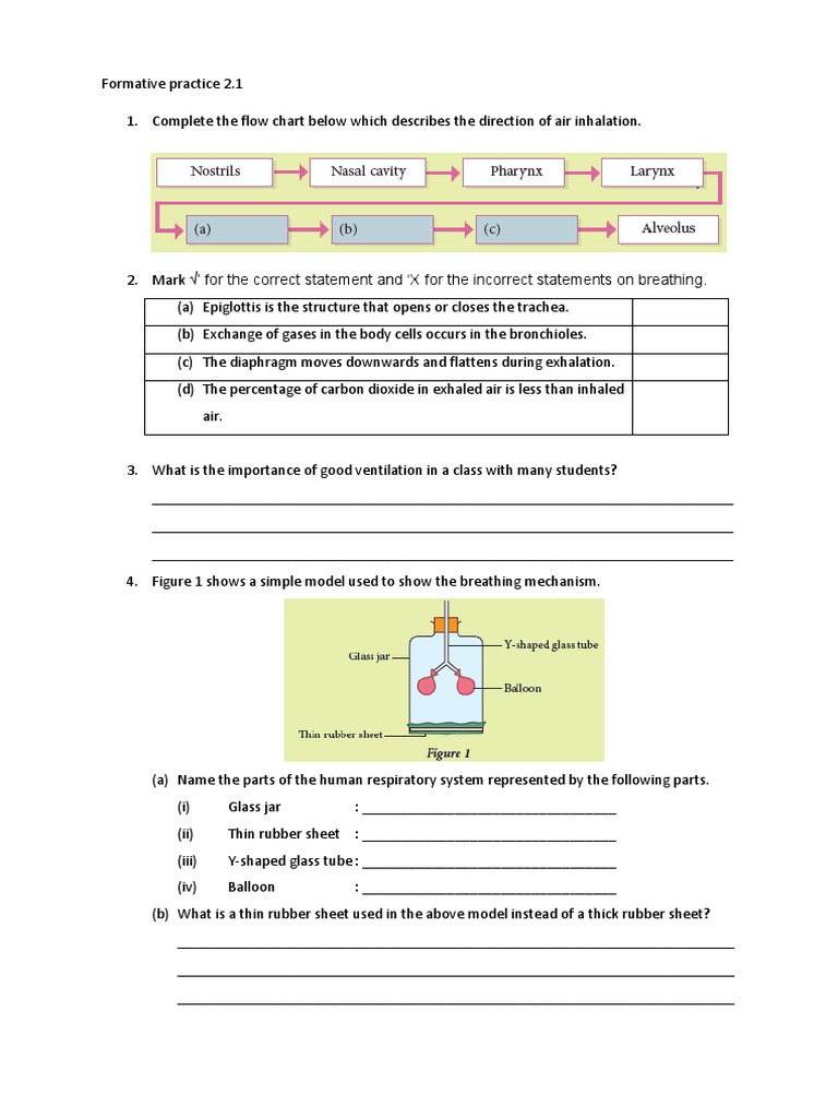 Formative Practice Chapter 2 (BI) | PDF | Exhalation | Breathing