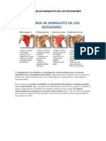 Anatomia Del Mangito Rotador