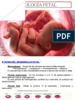 Fisiologia Fetal