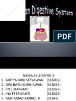 Digestive-System KLP 3