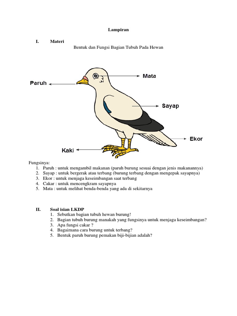 Bagian Dan Fungsi Tubuh Hewan Burung
