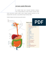 Sistem Pencernaan Pada Manusia