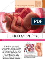 Fisiologia Fetal