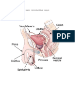 Male Reproductive Organ