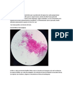 Bacillus SPP