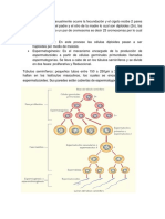 Gametogénesis Con Imagenes