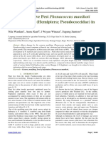 Effect of Invasive Pest Phenacoccus Manihoti Matile-Ferrero (Hemiptera Pseudococcidae) in Cassava