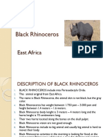 Black Rhinoceros