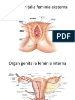 Organ Genitalia Feminia Eksterna