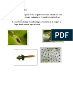 metamorfosis anfibios.pdf