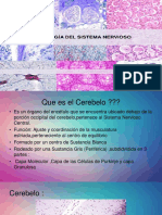 Sistema Nervioso Histologia