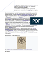 Phylogeny and Taxonomy: Bats Are