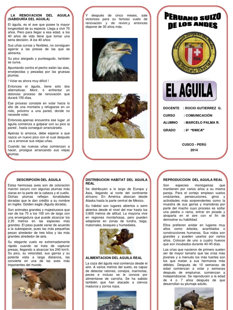 La Renovacion Del Aguila (Sabiduría Del Aguila) | PDF | Corazón | Sistema  circulatorio