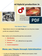 Monosex and Hybrid Production in Tilapia