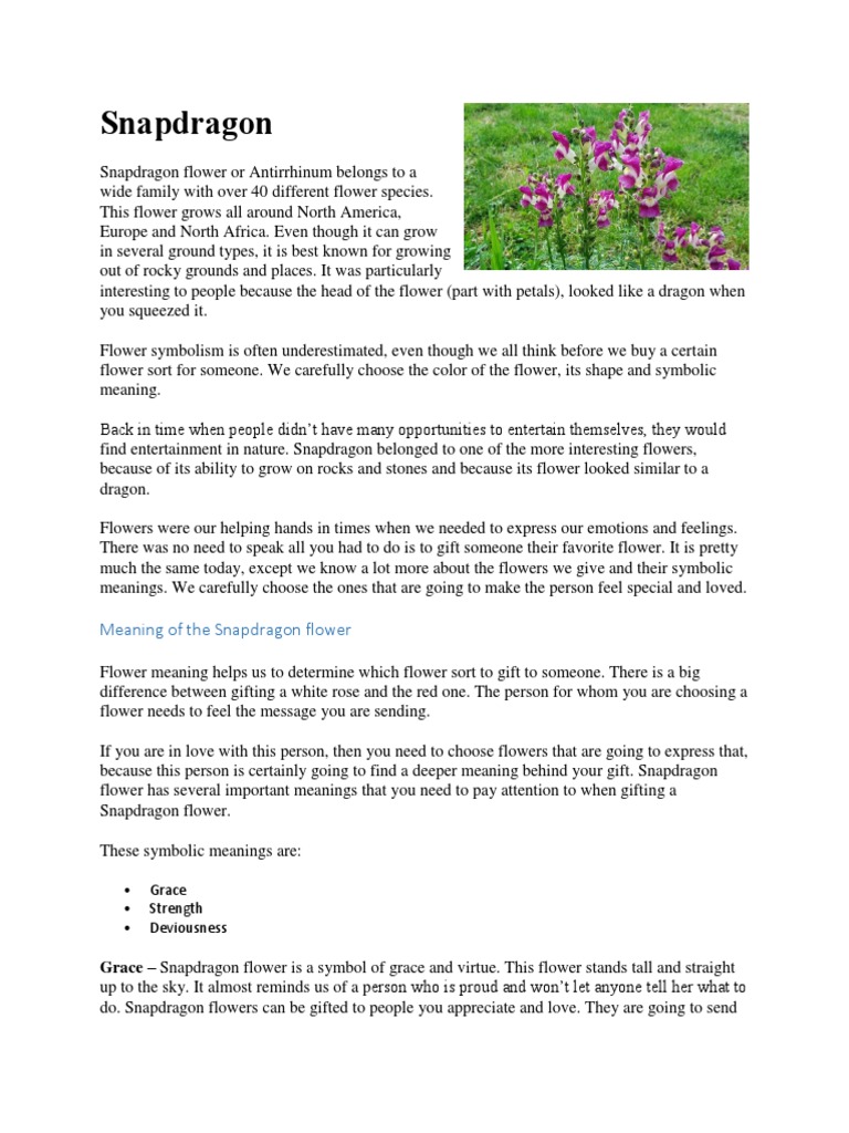 Snapdragon Flowers White