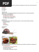 Questões Filo Moluscos
