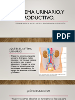 Sistema Urinario
