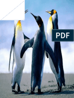 Penguins XXX