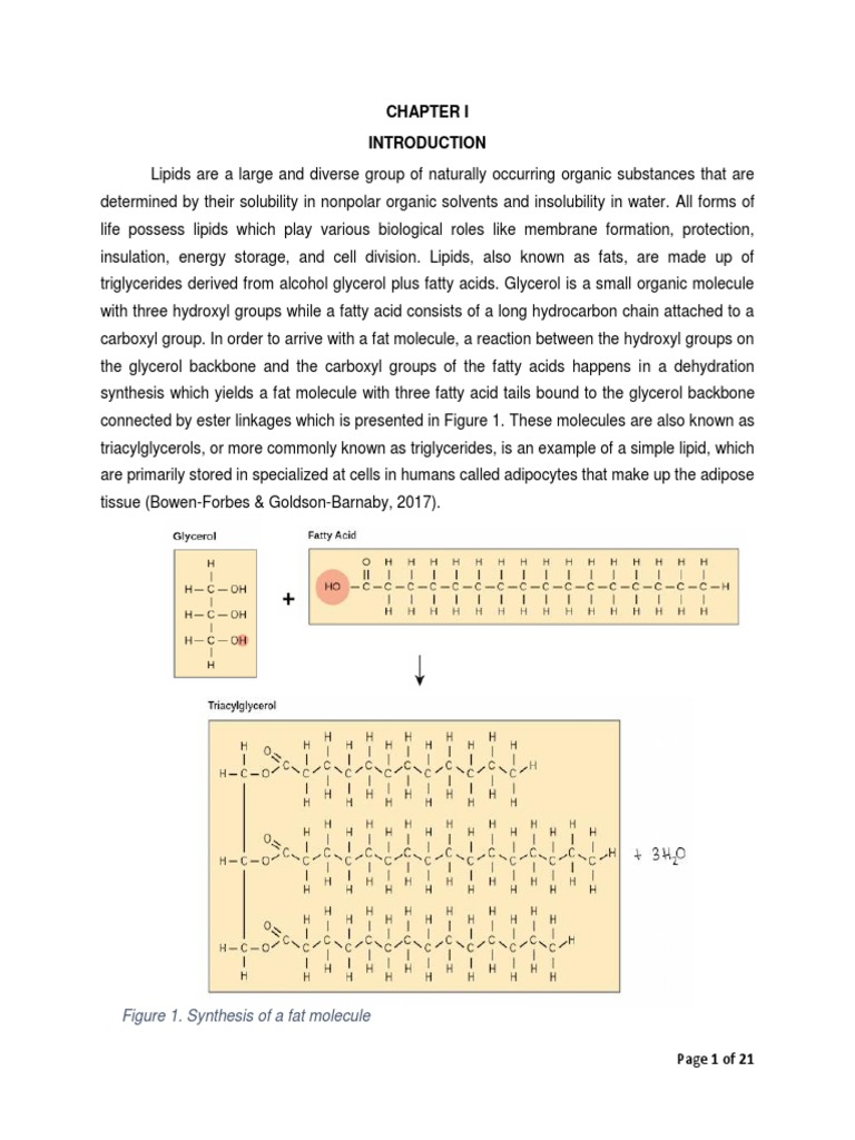 Lipids Act4 PDF Surfactant Fat