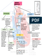 CARDIACO MAPA