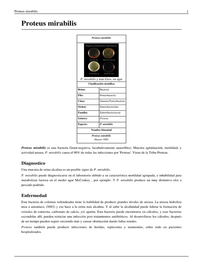 Características y Tratamiento de P. mirabilis | PDF | Microorganismo ...