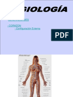 1-Generalidades, Corazon (Configuracion Externa)