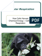 How Cells Harvest Chemical Energy - Cellular Respiration
