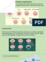 Desarrollo Embrionario