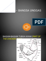 Ayam dan Unggas Lainnya: Klasifikasi dan Jenis