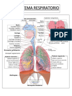 El Sistema Respiratorio