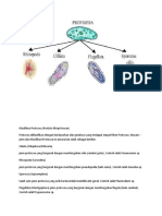 Klasifikasi Protozoa