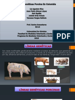 Linea Genetica Porcina en Colombia