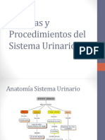 Sistema Urinario