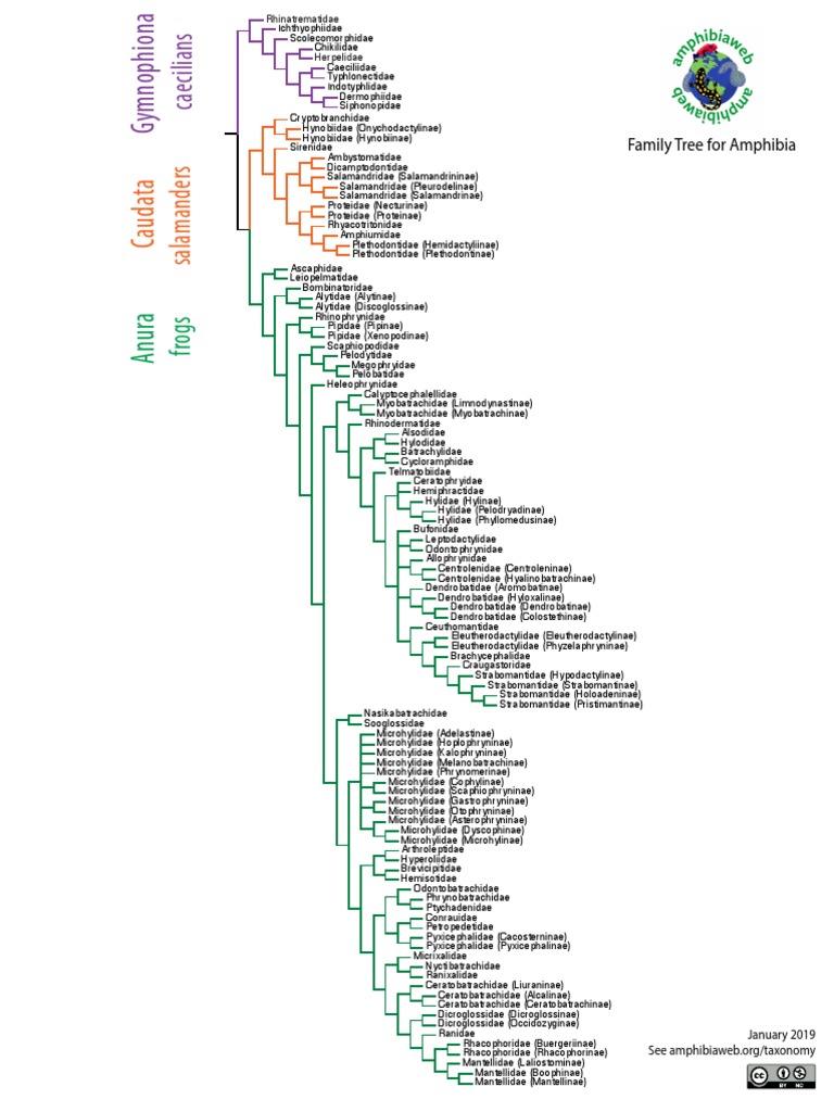 Amphibian Taxonomy Overview | PDF | Vertebrates | Frog