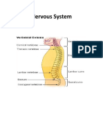 Nervous System