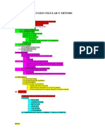 Nucleo Celular y Mitosis Exposicion