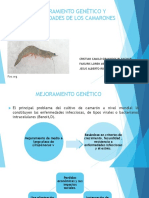 Diapositivas Crustaceos Enfermedades de El Camaron