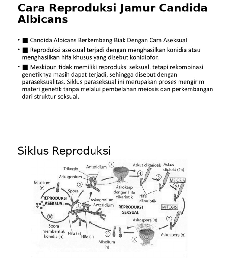 Cara Reproduksi Jamur Candida Albicans Pdf