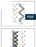 Rna Dna Structure