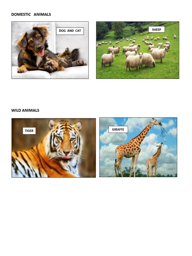 Domestic Animals | PDF